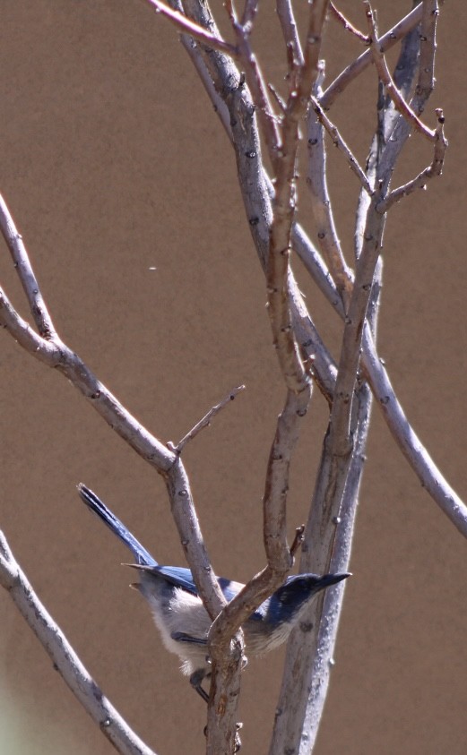 Woodhouse's Scrub-Jay - ML619521487