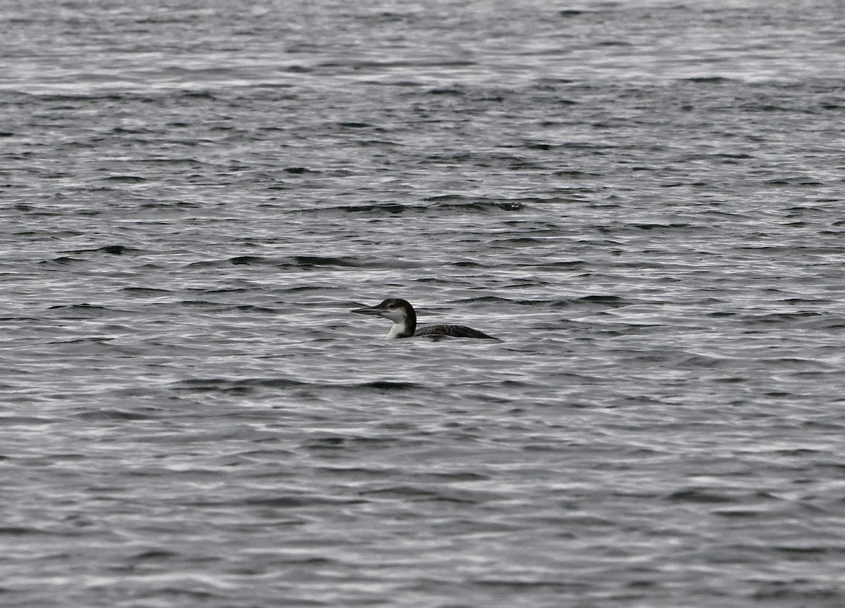 Common Loon - Paul Nale