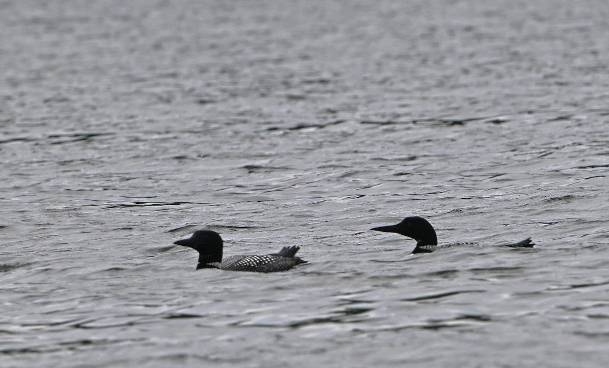 Common Loon - Paul Nale