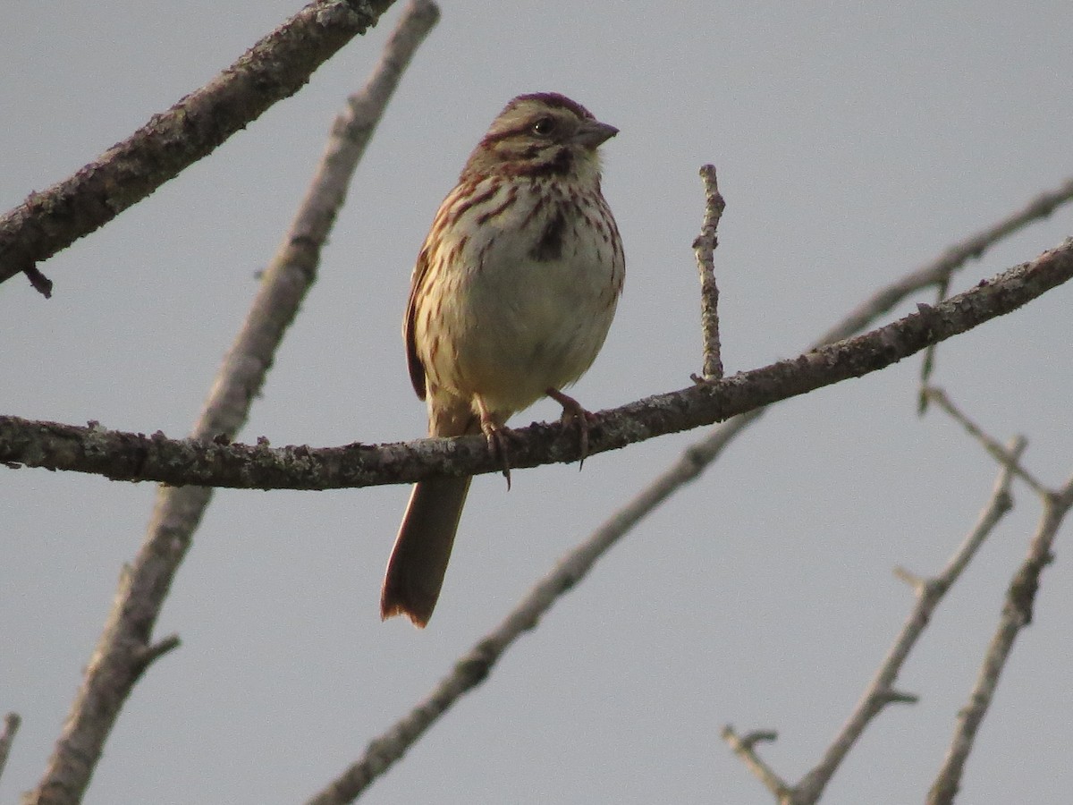 Song Sparrow - Anne Barbour