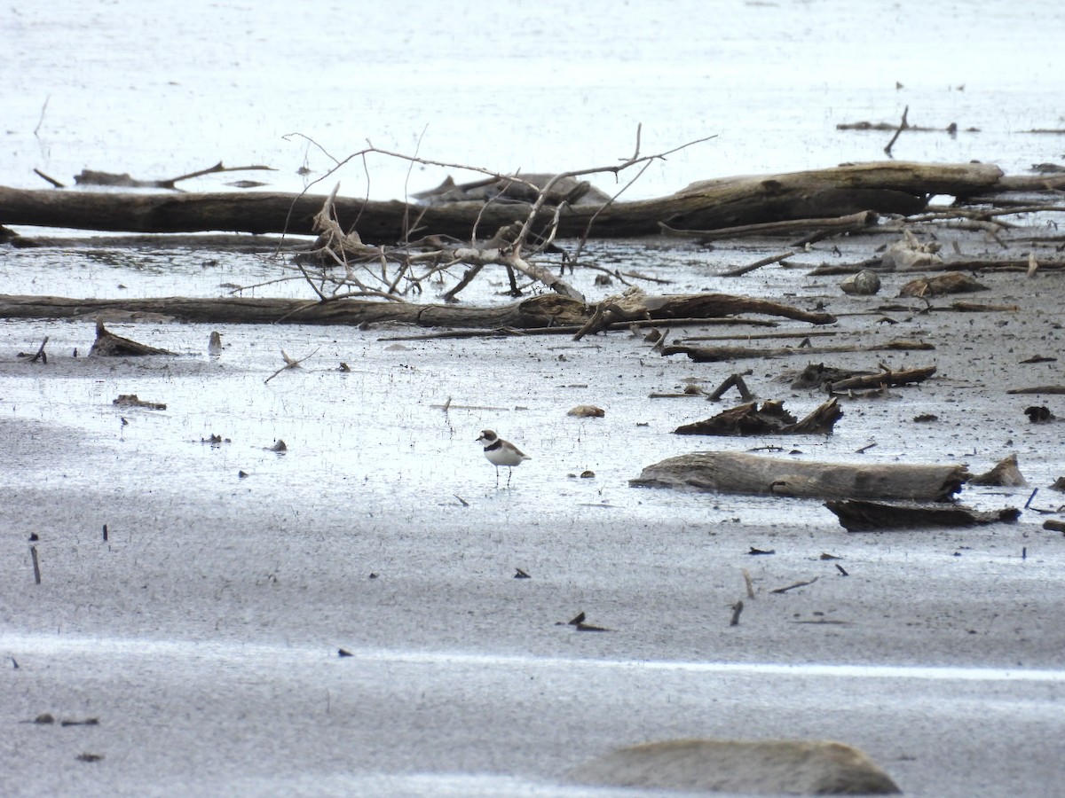 Semipalmated Plover - Dana Sterner