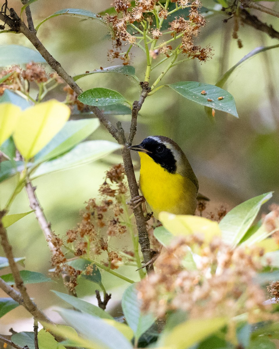 Common Yellowthroat - ML619521504