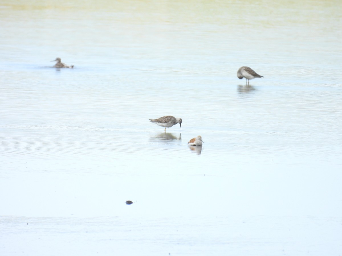 Dunlin - Dana Sterner