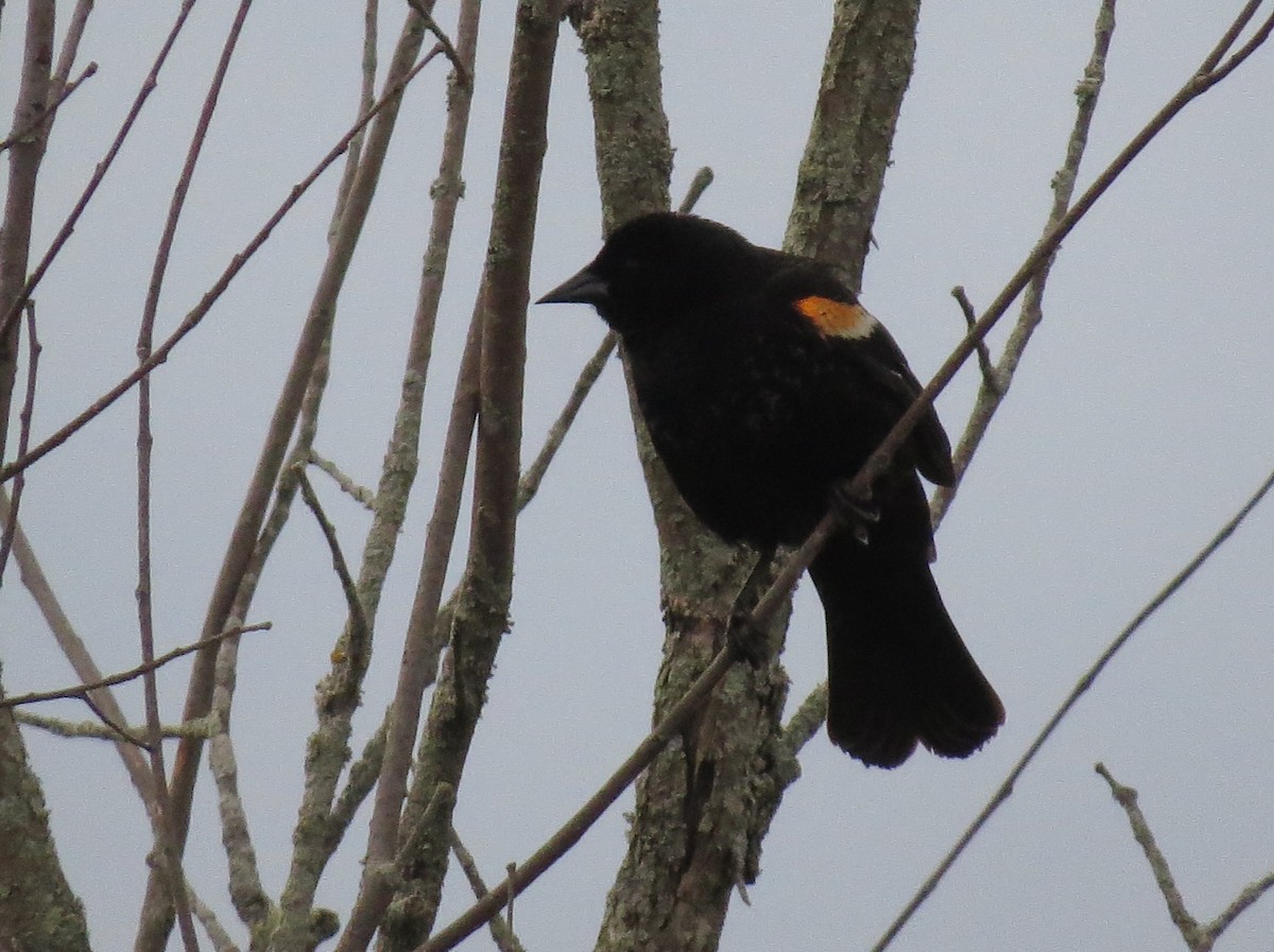Red-winged Blackbird - Anne Barbour