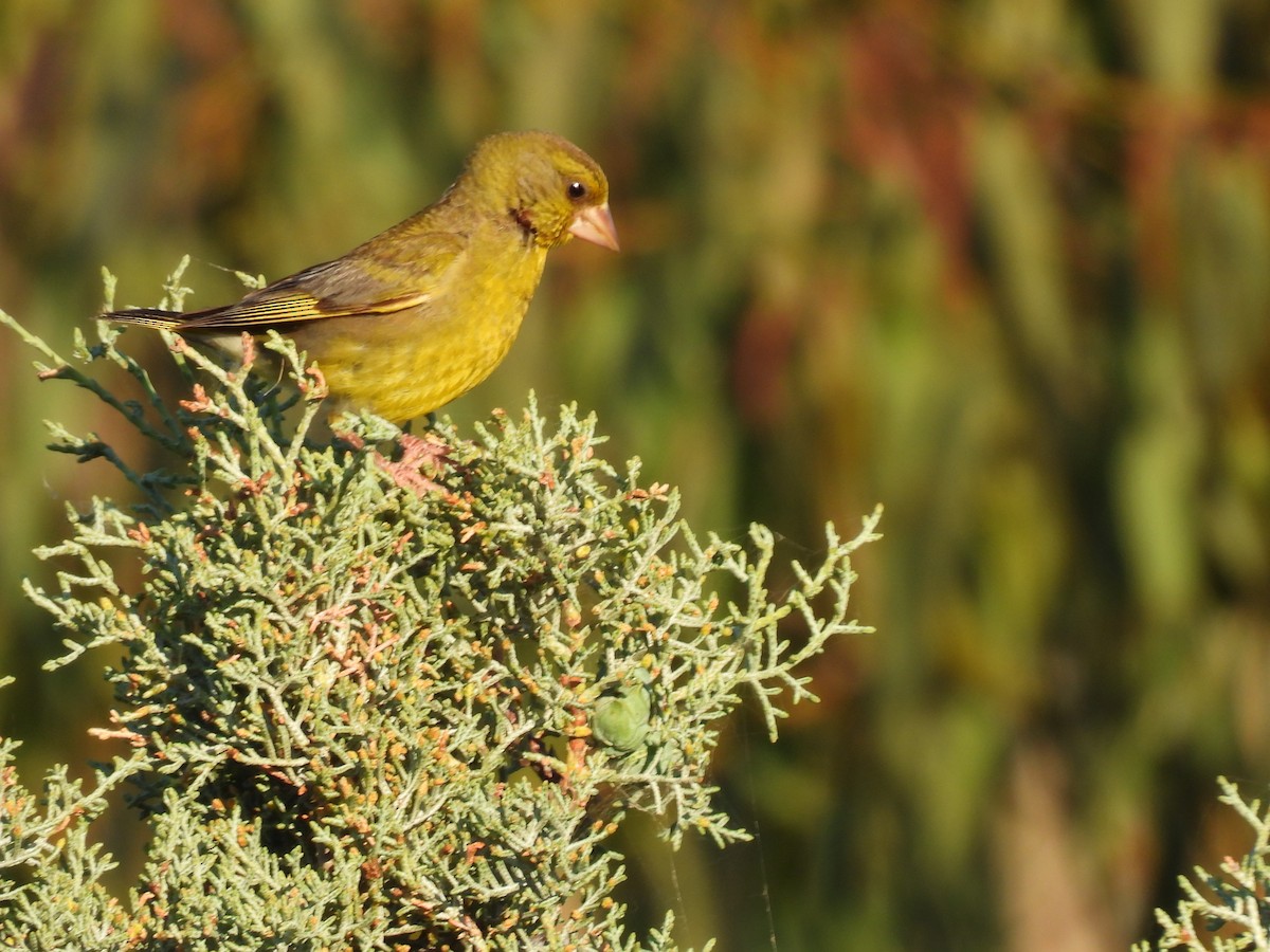 European Greenfinch - George Watola