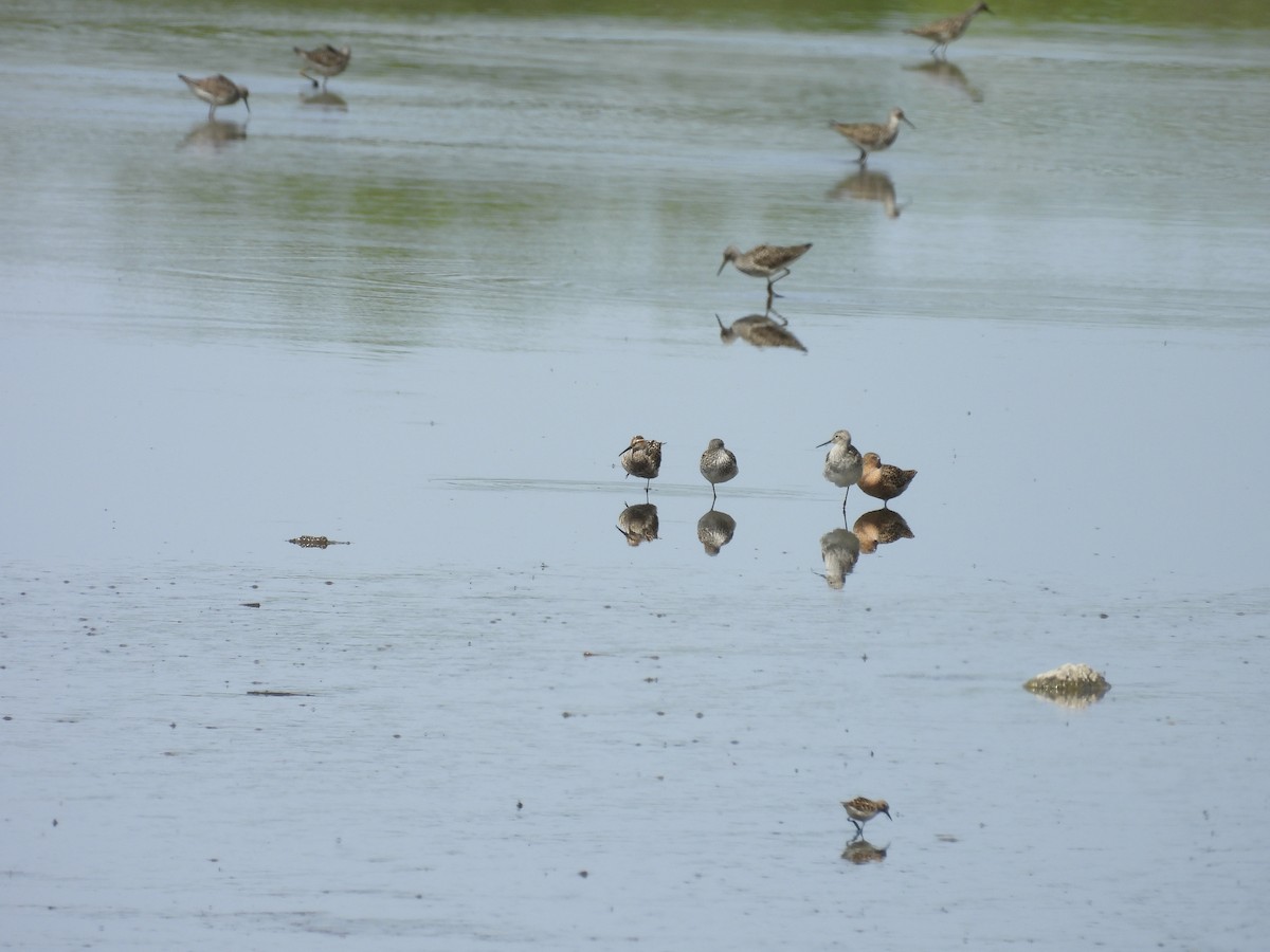 Stilt Sandpiper - Dana Sterner