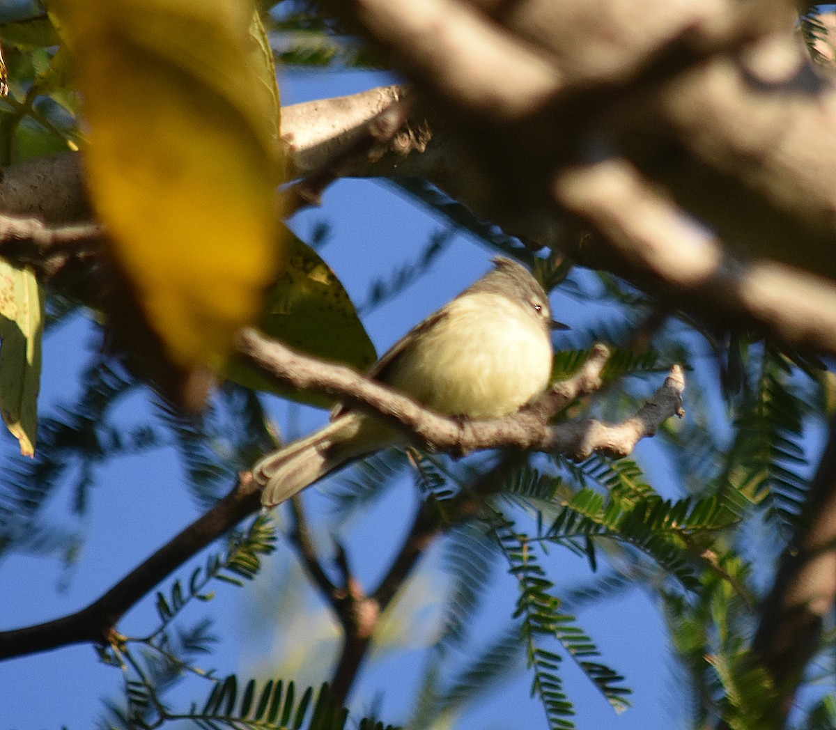 Straneck's Tyrannulet - andres ebel