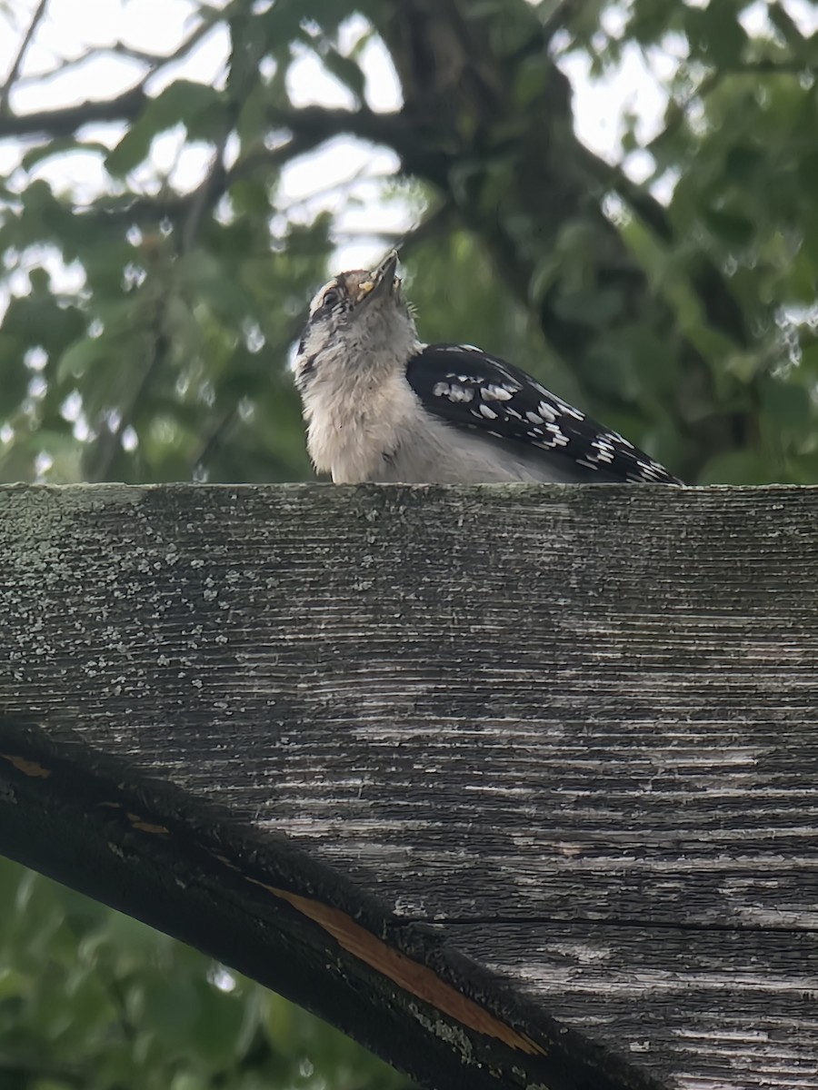 Downy Woodpecker - Scott Harp