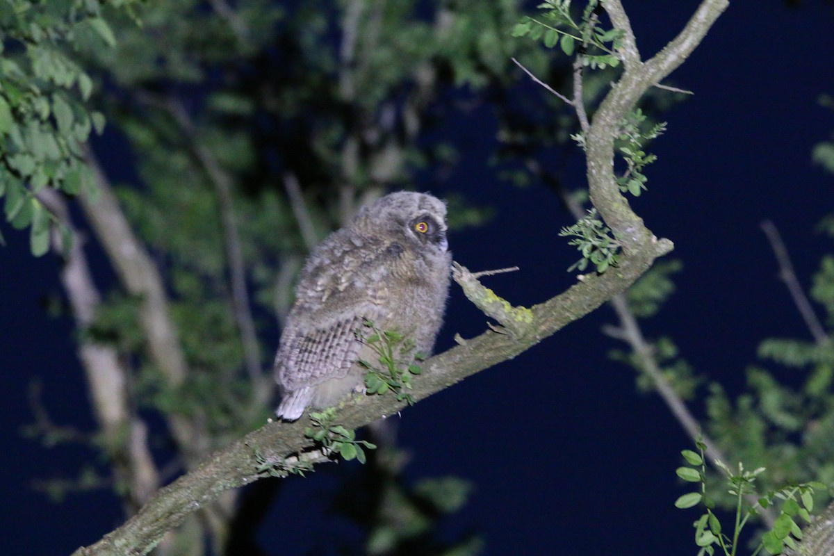 Long-eared Owl - Federico Ghiazza