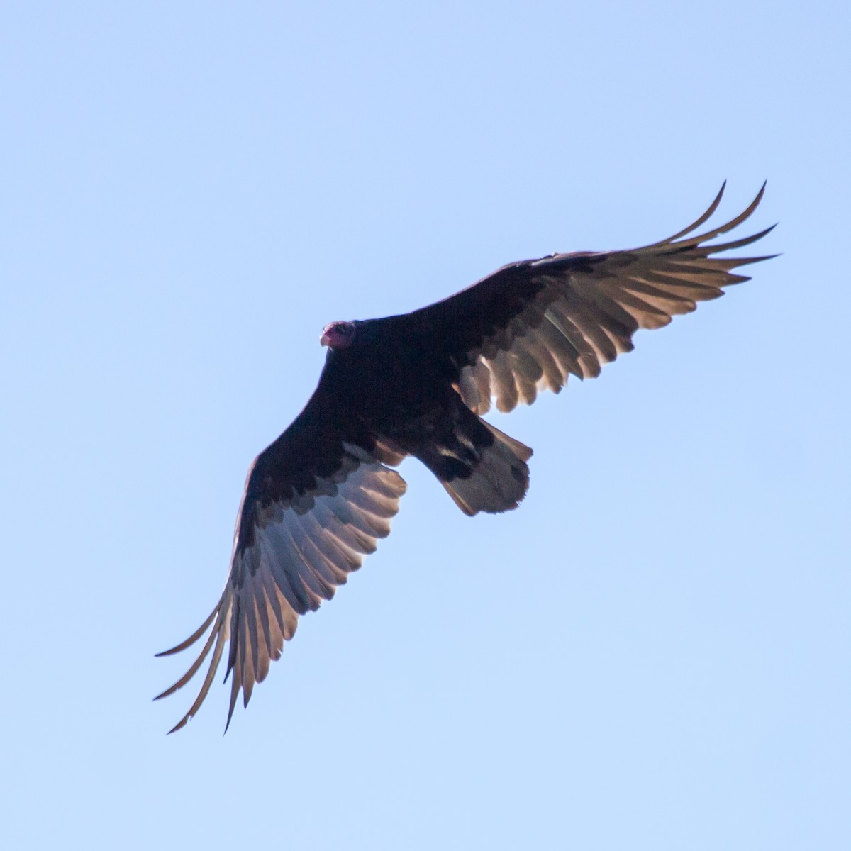 Turkey Vulture - Rail Whisperer