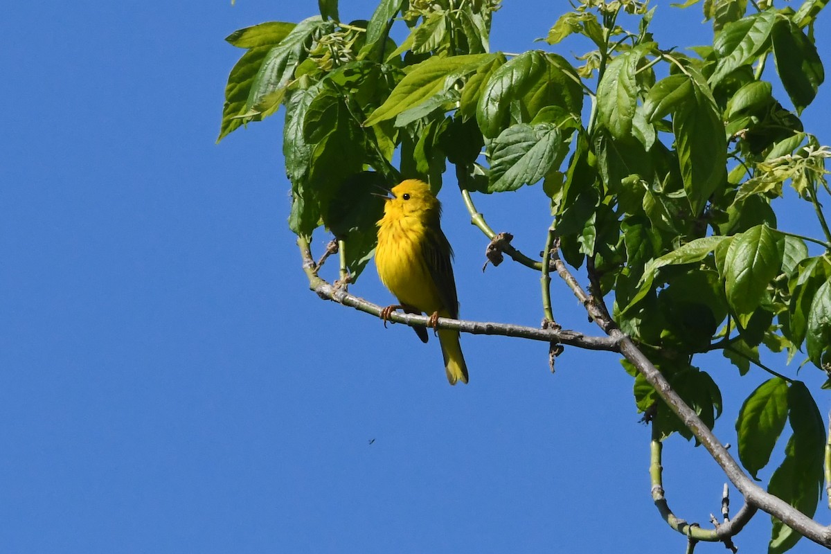 Yellow Warbler - Penguin Iceberg