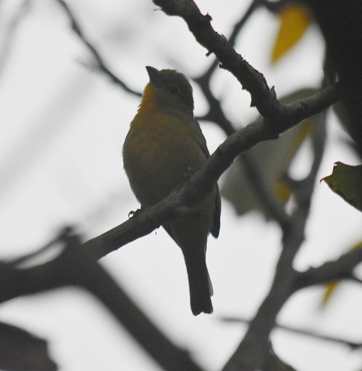 Hepatic Tanager - andres ebel