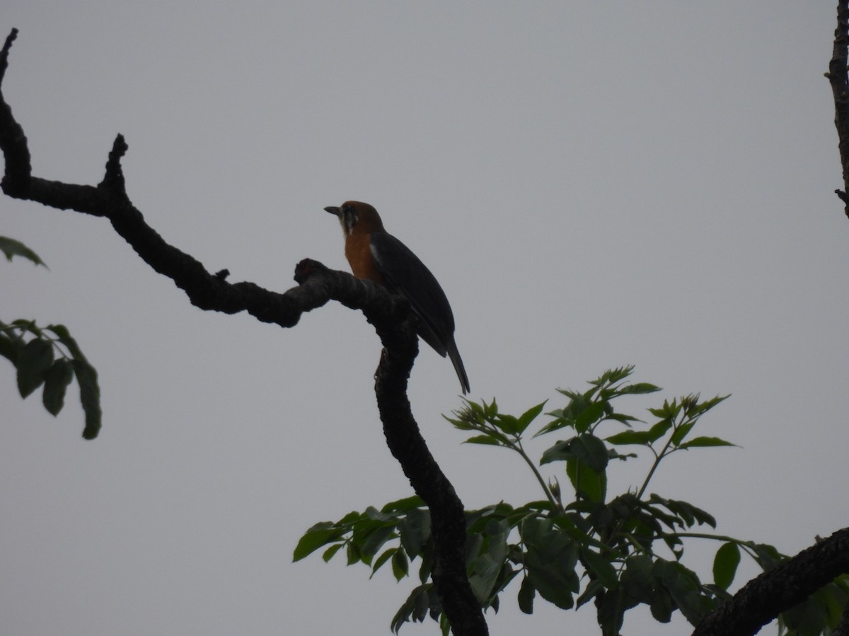 Orange-headed Thrush - ML619521550