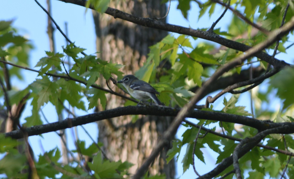 Yellow-throated x Blue-headed Vireo (hybrid) - Adam Capparelli