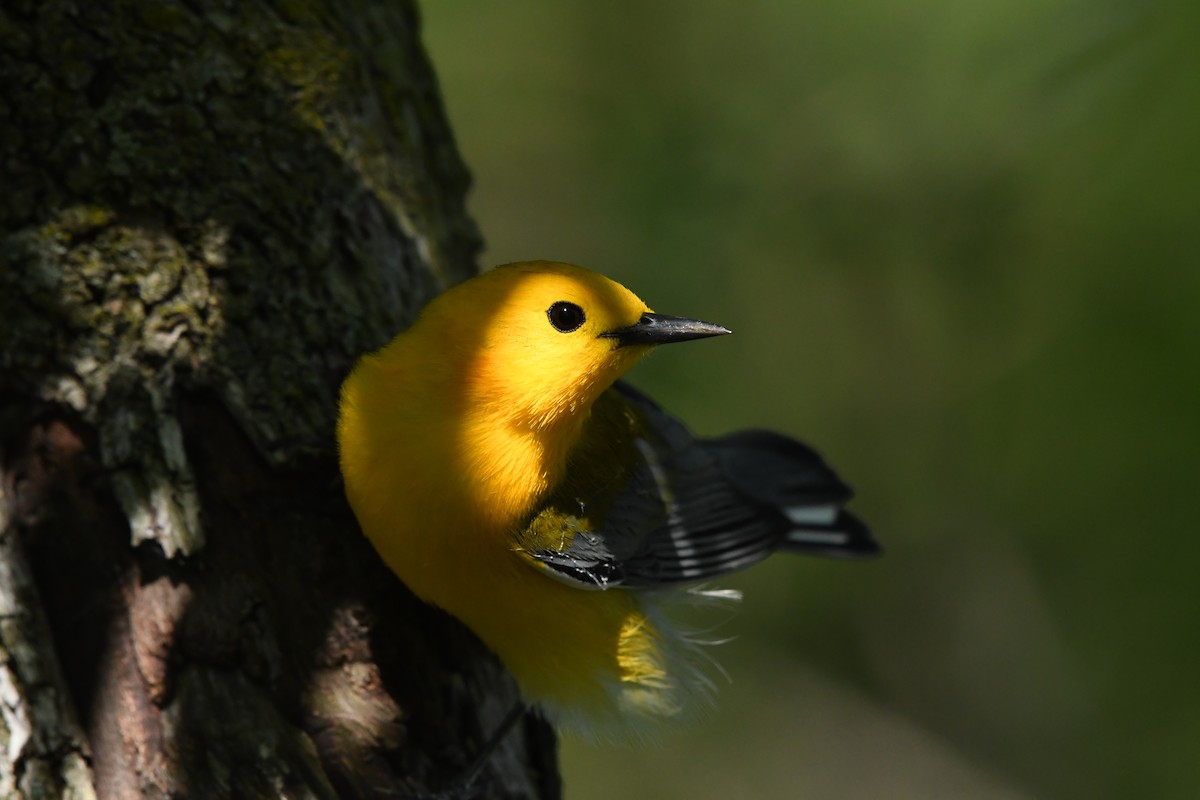 Prothonotary Warbler - Penguin Iceberg