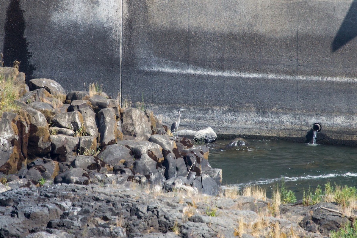 Great Blue Heron - Rail Whisperer