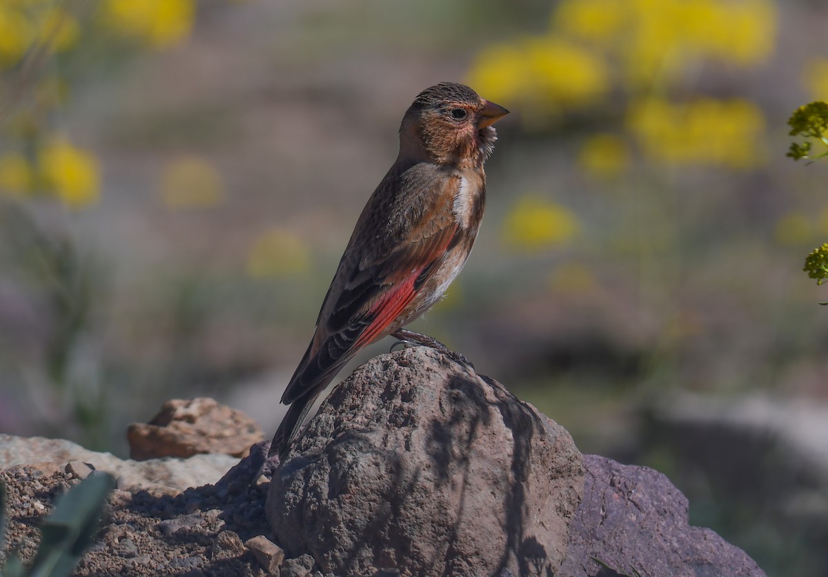 Crimson-winged Finch - Viorel-Ilie ARGHIUS