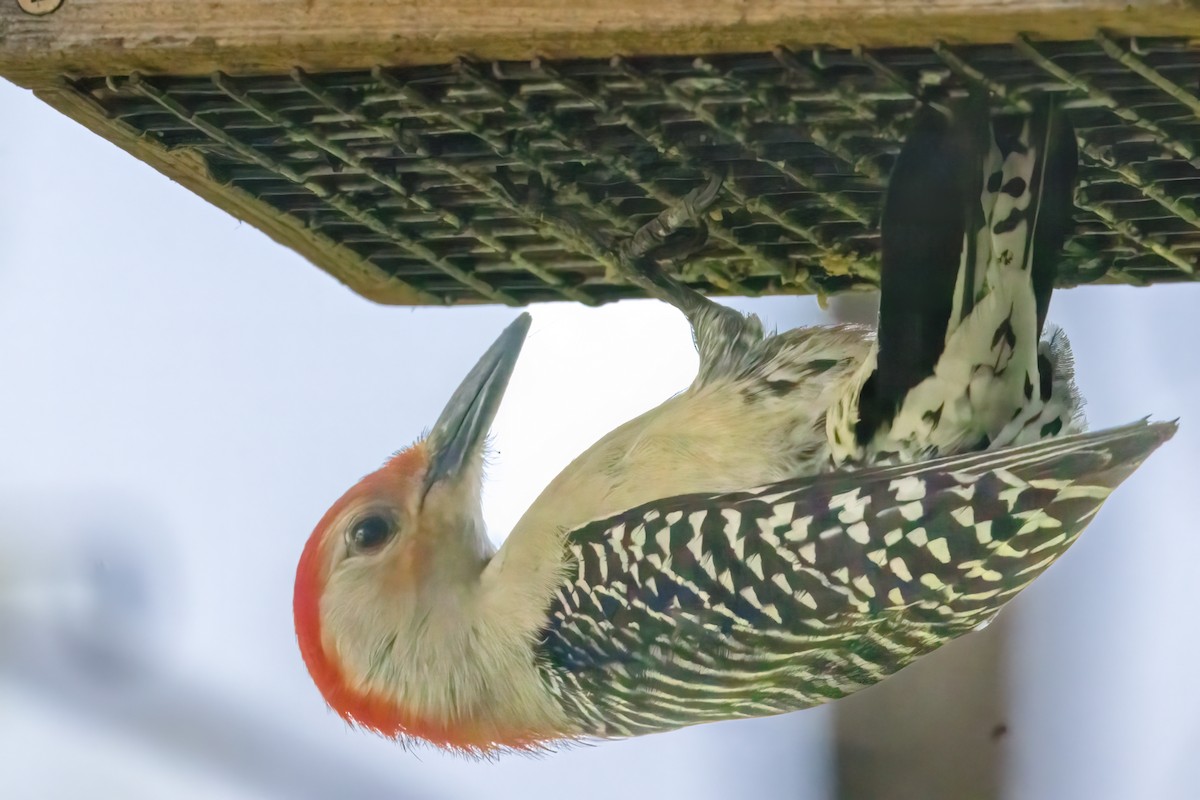 Red-bellied Woodpecker - Ric mcarthur