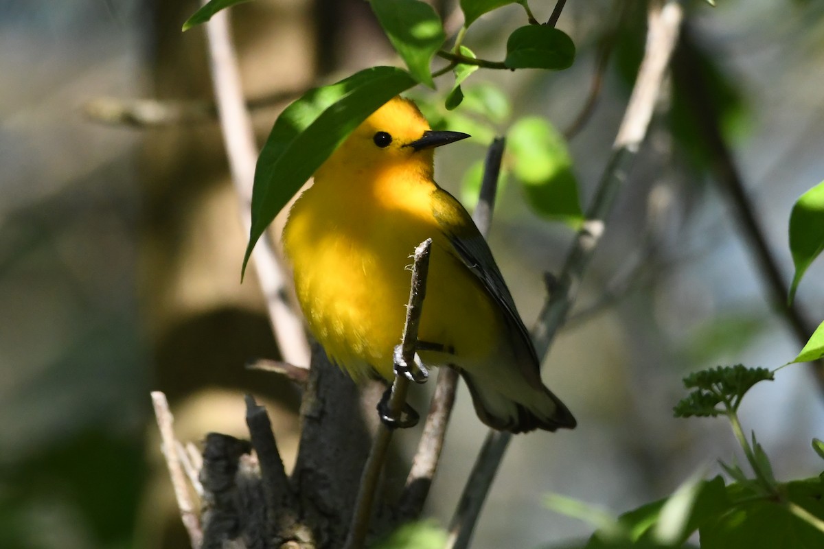 Prothonotary Warbler - Penguin Iceberg