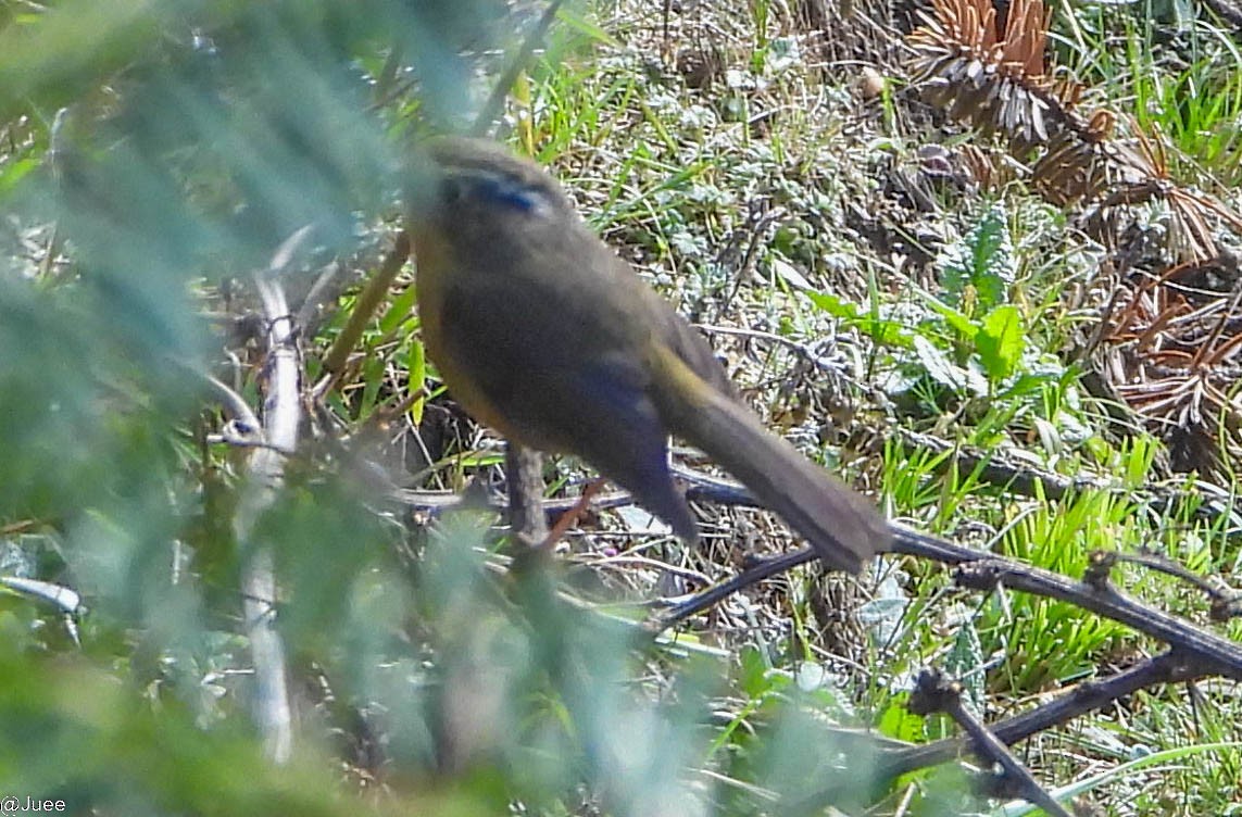 White-browed Bush-Robin - ML619521600