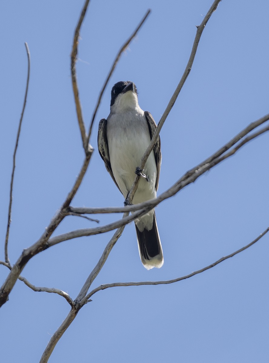 Eastern Kingbird - ML619521602