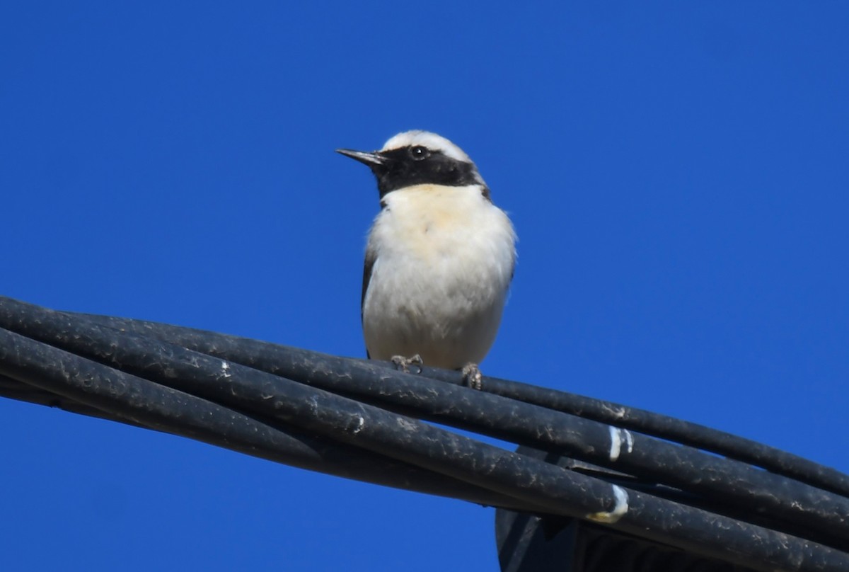 Atlas Wheatear - Viorel-Ilie ARGHIUS