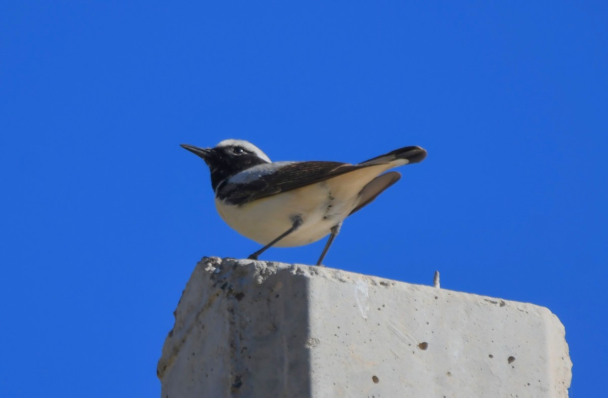 Atlas Wheatear - Viorel-Ilie ARGHIUS