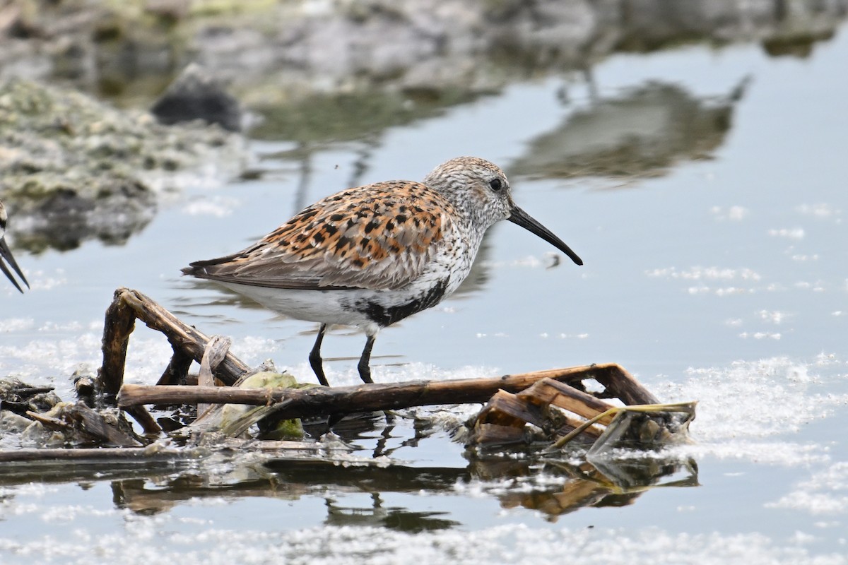 Dunlin - Trey Weaver