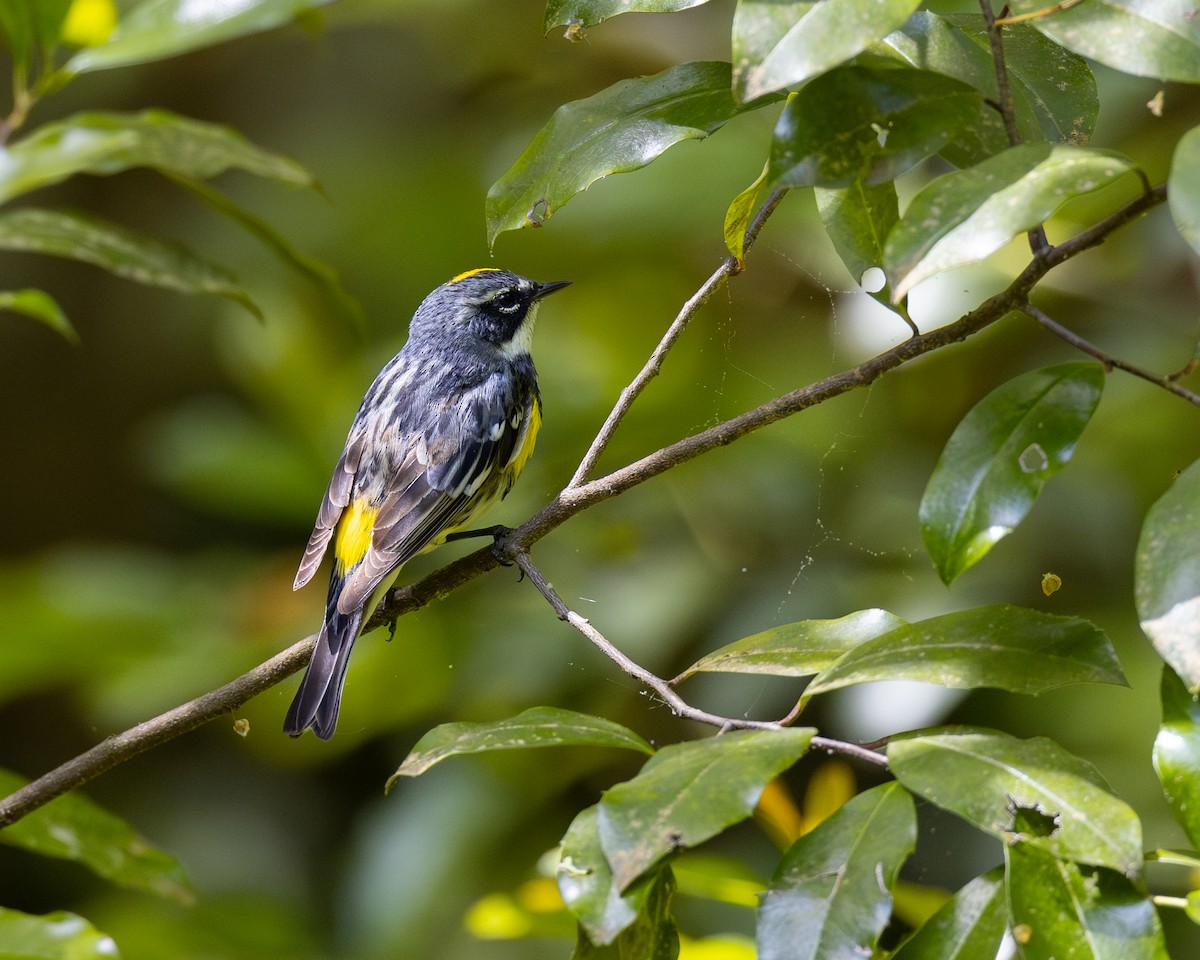 Yellow-rumped Warbler - Varun Sharma