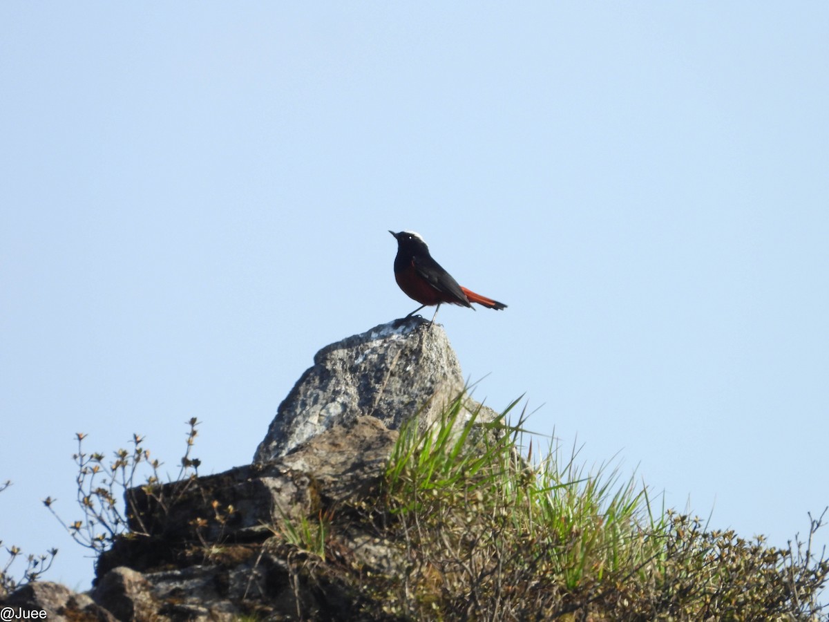 White-capped Redstart - ML619521615