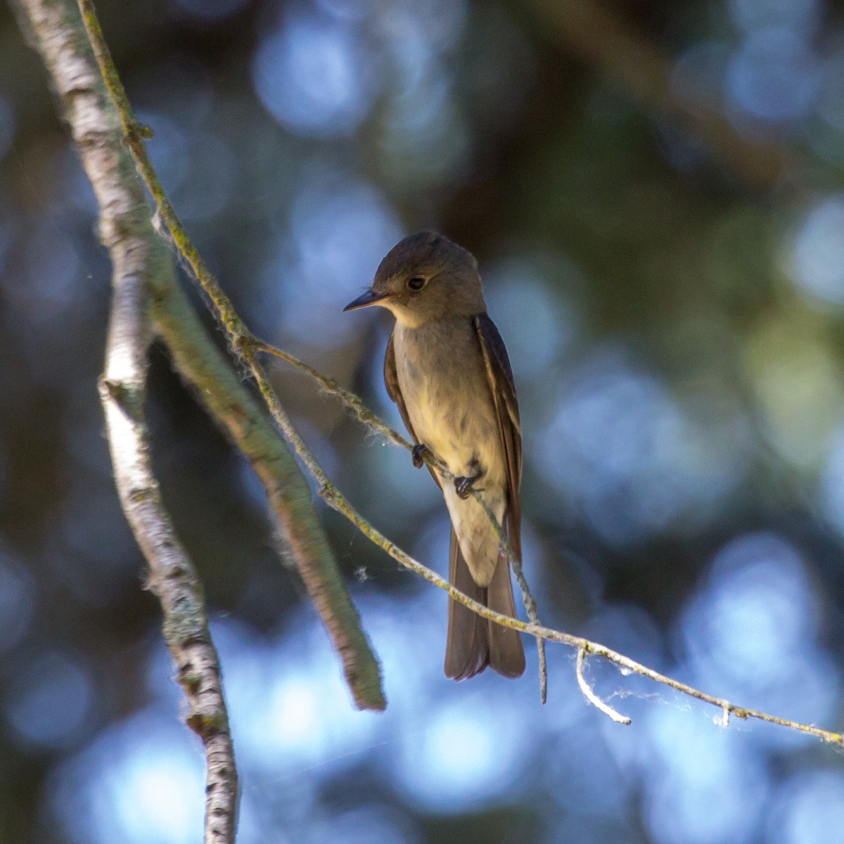 Western Wood-Pewee - Rail Whisperer