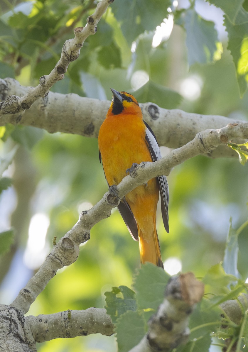 Bullock's Oriole - ML619521621