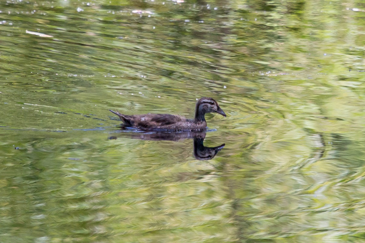 Wood Duck - Rail Whisperer