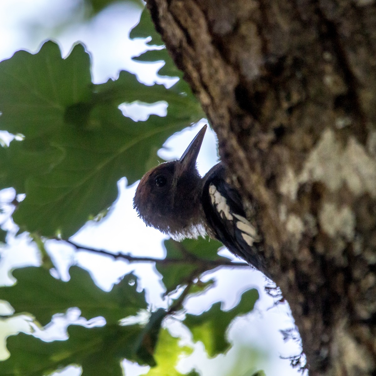 Red-breasted Sapsucker - Rail Whisperer