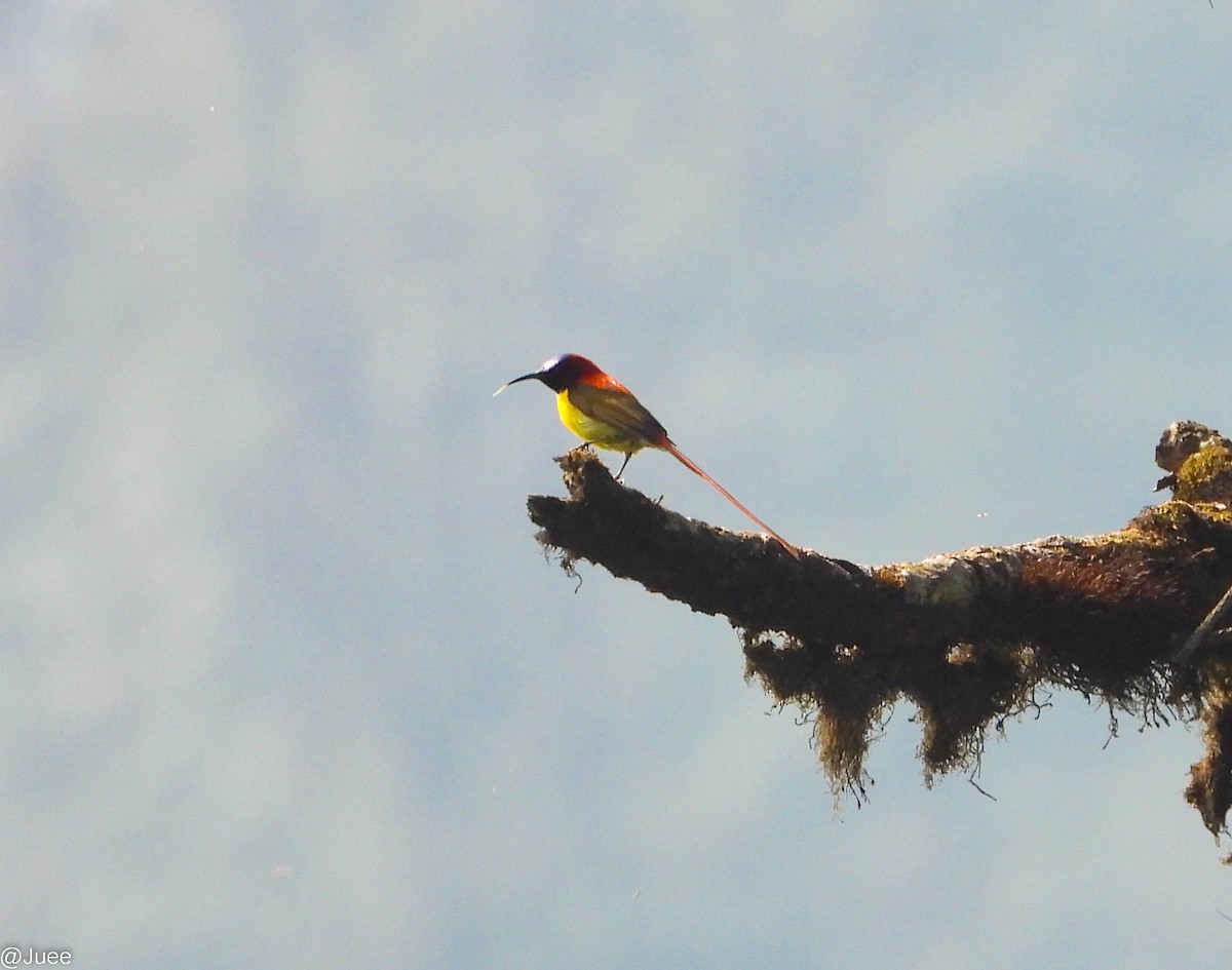Fire-tailed Sunbird - juee khopkar