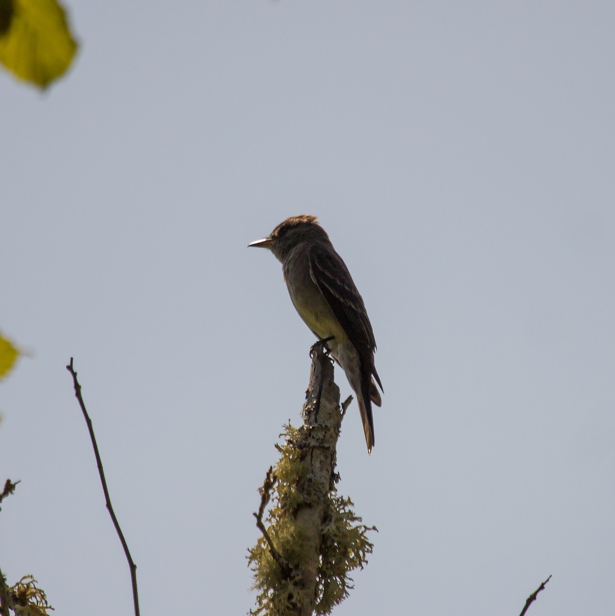 Western Wood-Pewee - Rail Whisperer