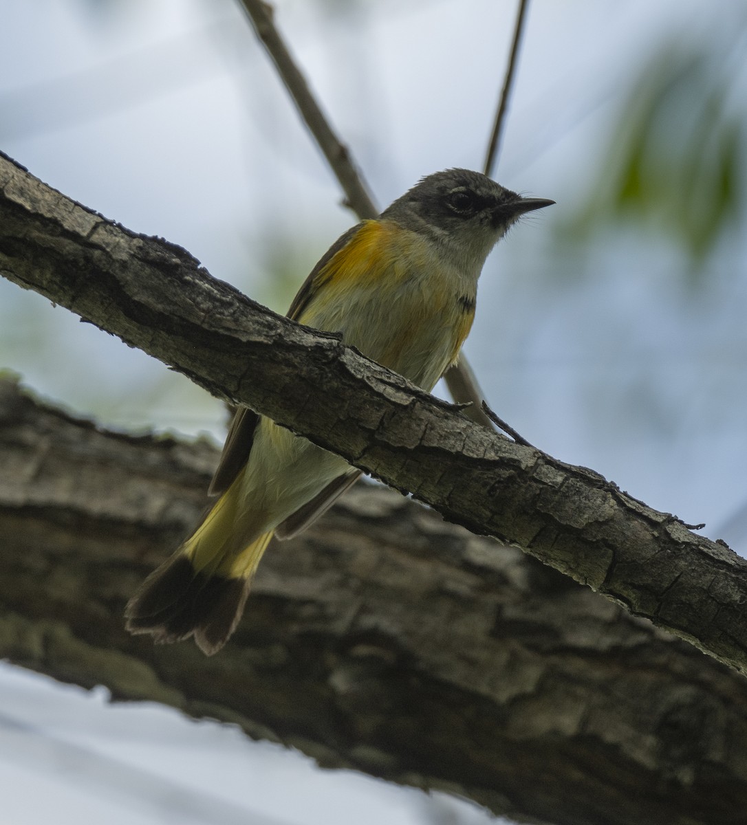 American Redstart - James McCall