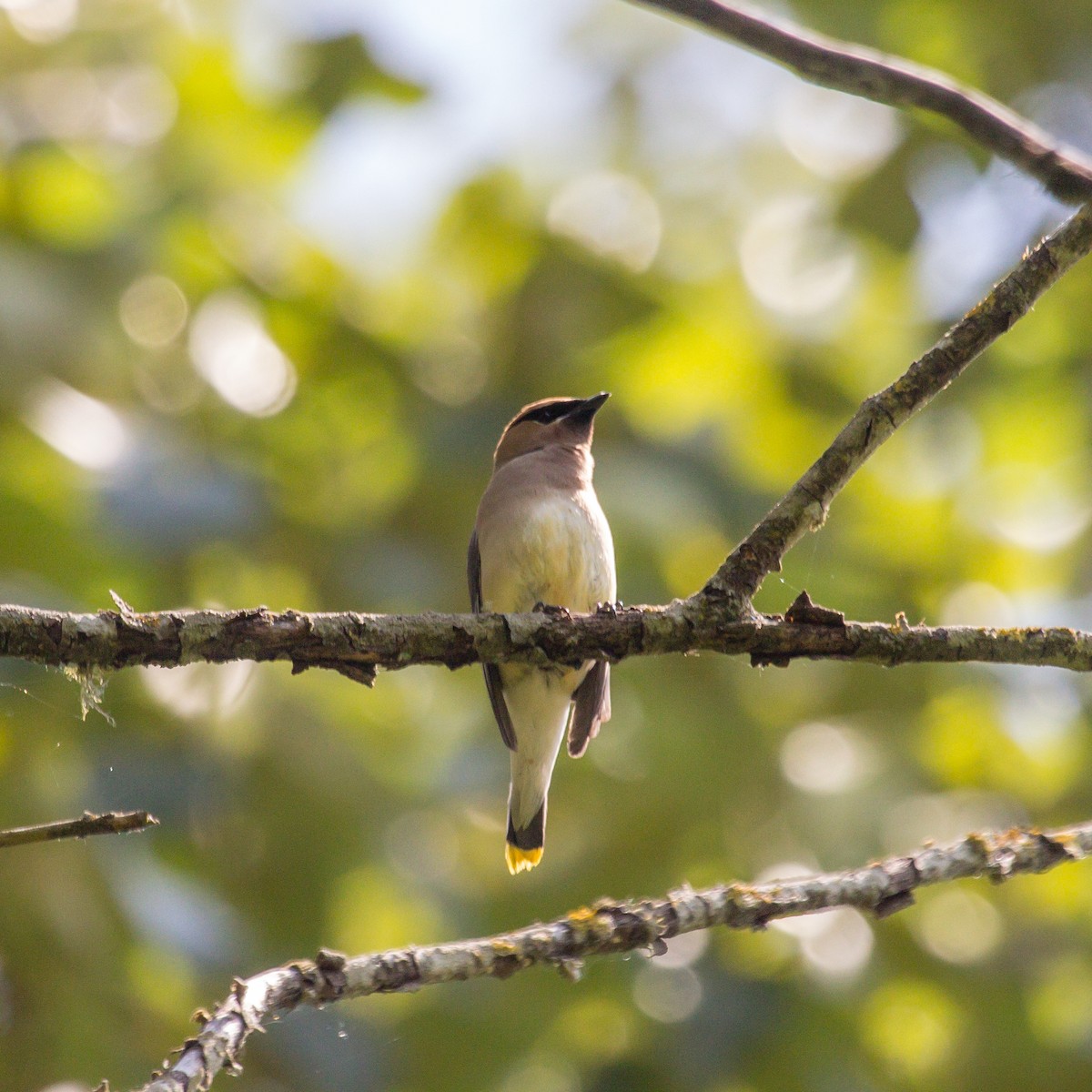 Cedar Waxwing - Rail Whisperer