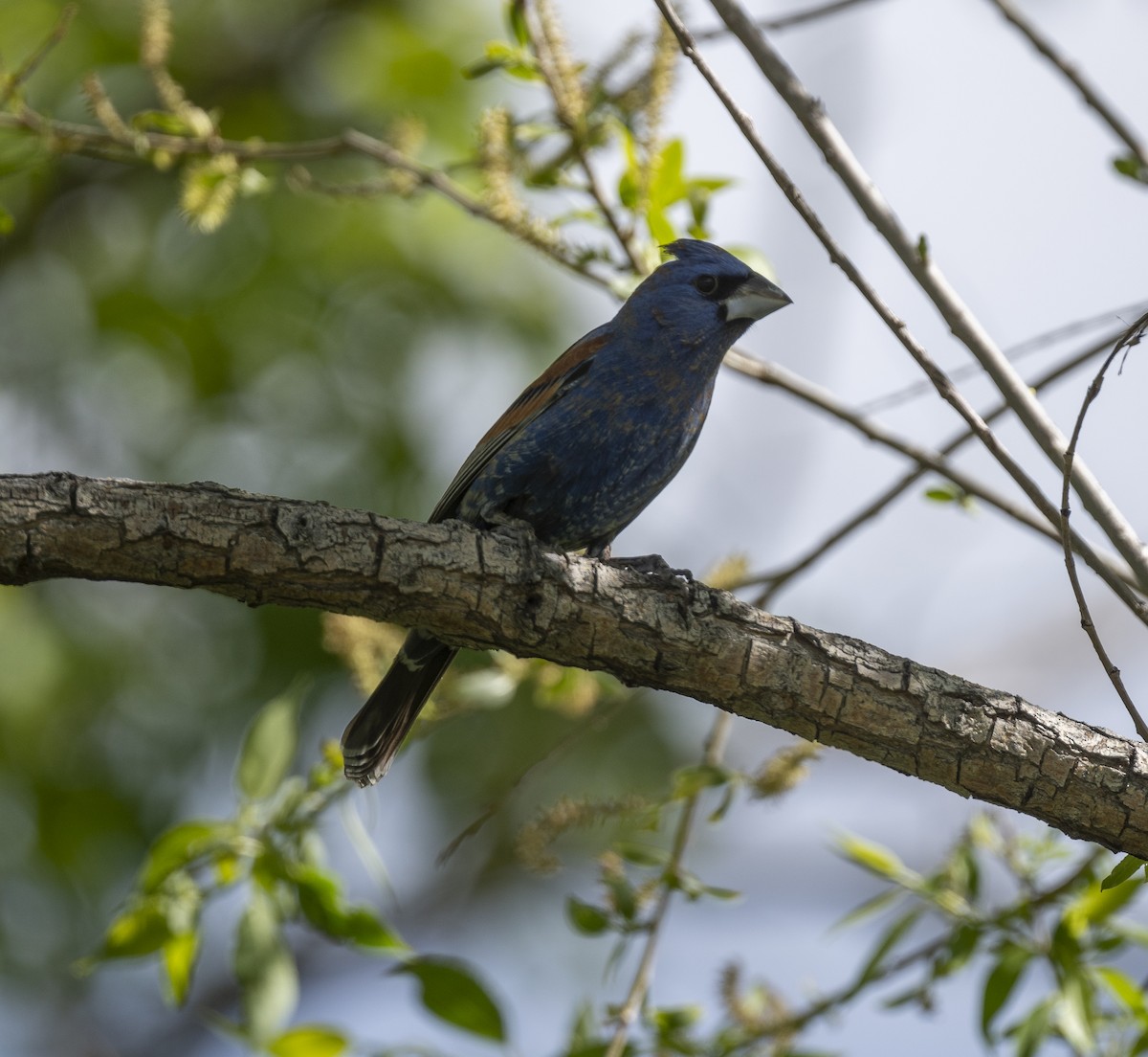 Blue Grosbeak - James McCall