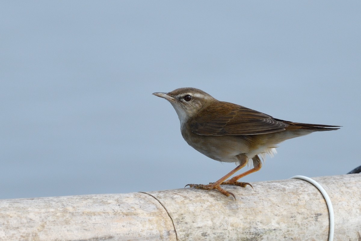 Middendorff's Grasshopper Warbler - 岳廷 蔡