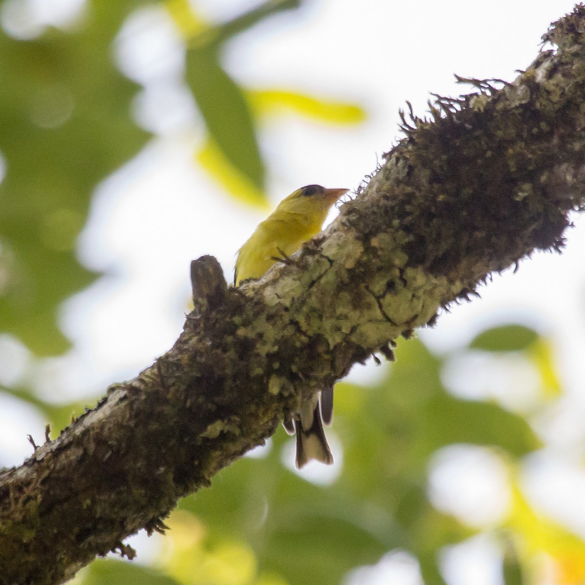 American Goldfinch - Rail Whisperer