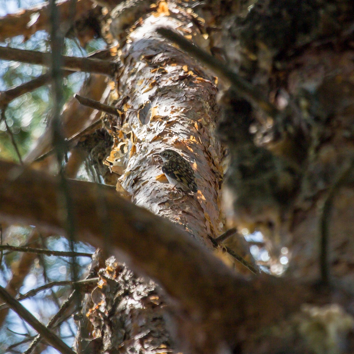 Brown Creeper - Rail Whisperer