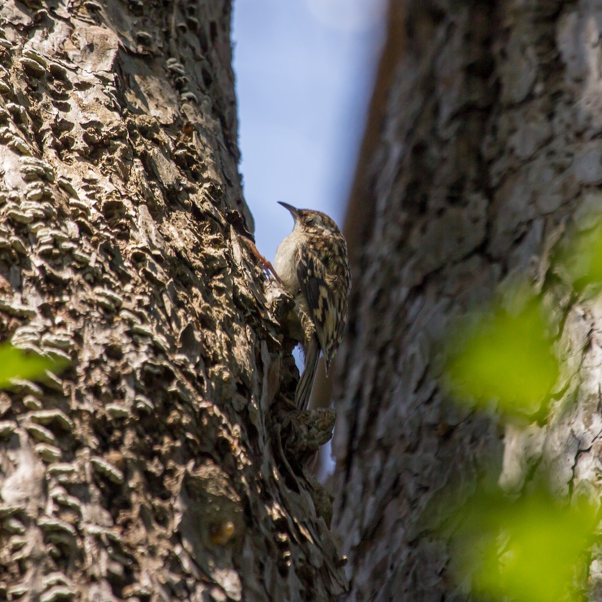 Brown Creeper - Rail Whisperer