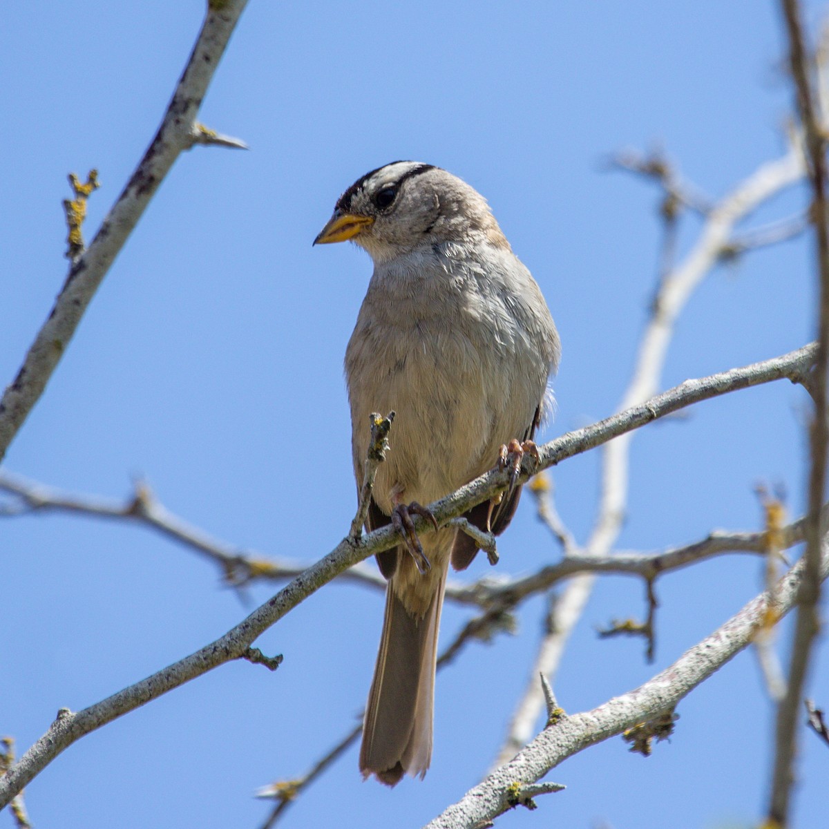 White-crowned Sparrow - Rail Whisperer