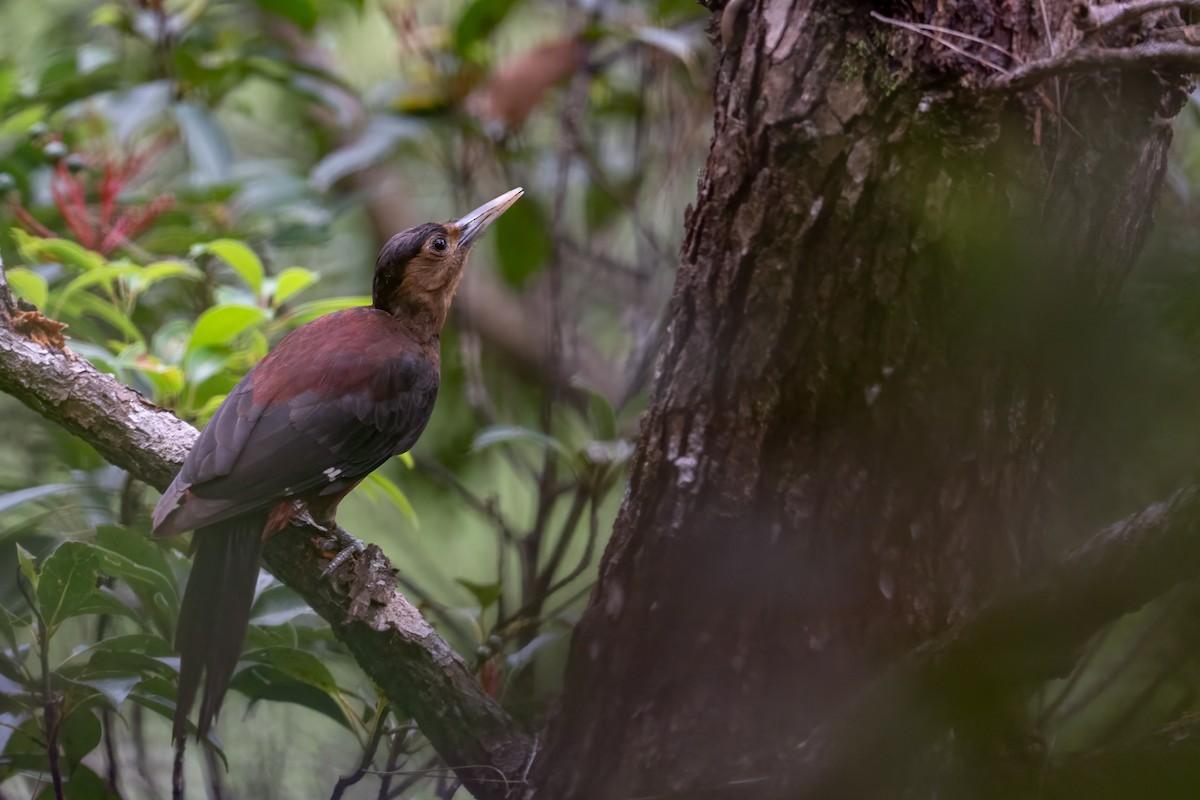 Okinawa Woodpecker - Robert Hackel