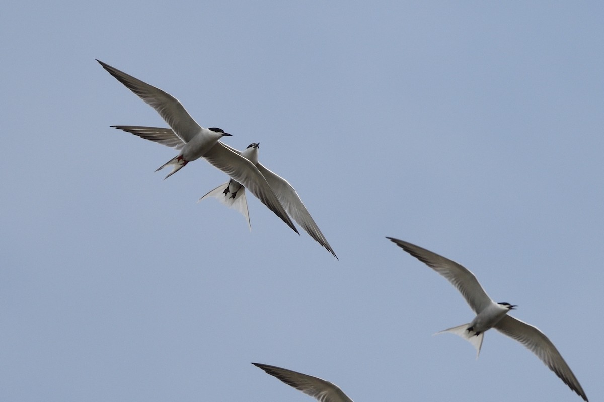 Common Tern - 岳廷 蔡