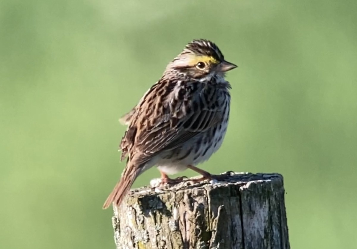 Savannah Sparrow - André BERNARD