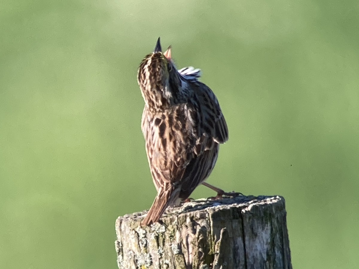 Savannah Sparrow - André BERNARD