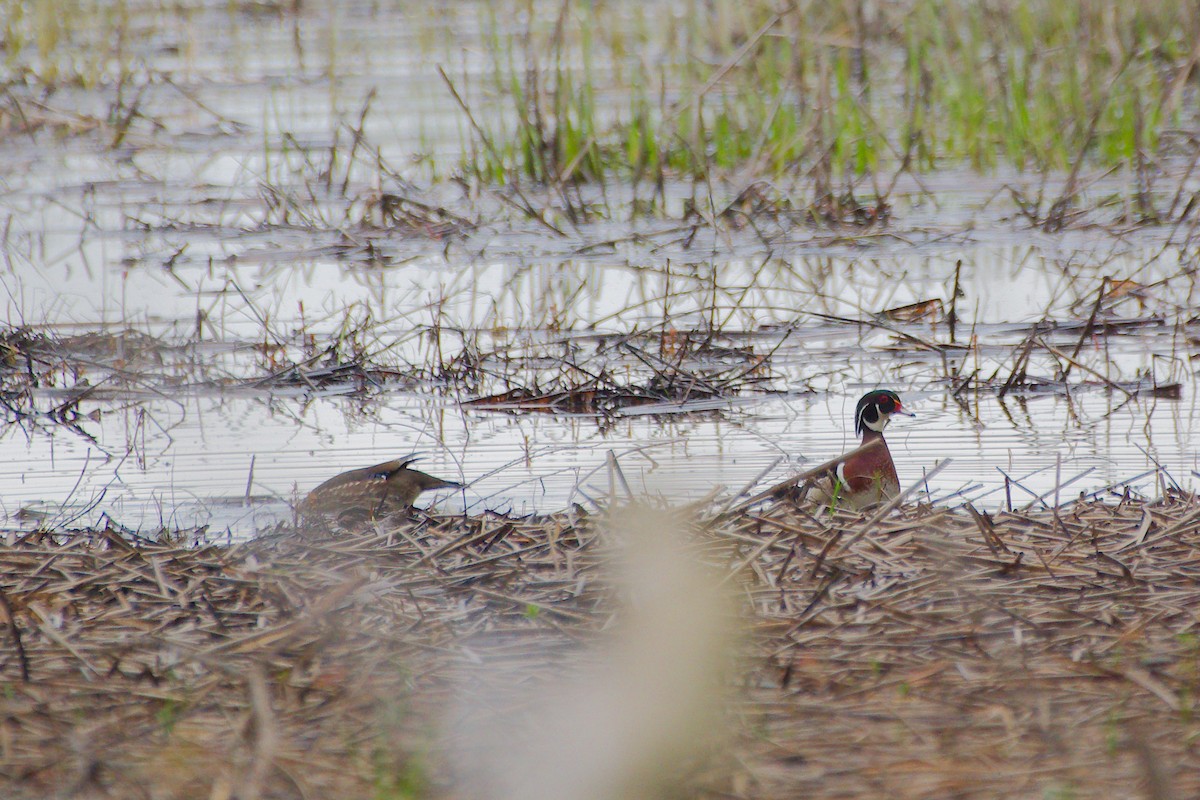 Wood Duck - Rick Beaudon