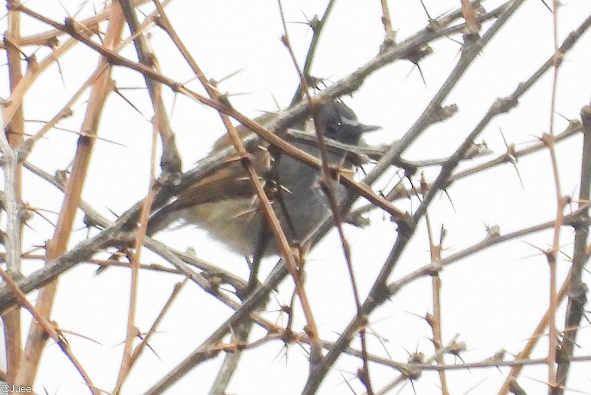 Rufous-gorgeted Flycatcher - juee khopkar